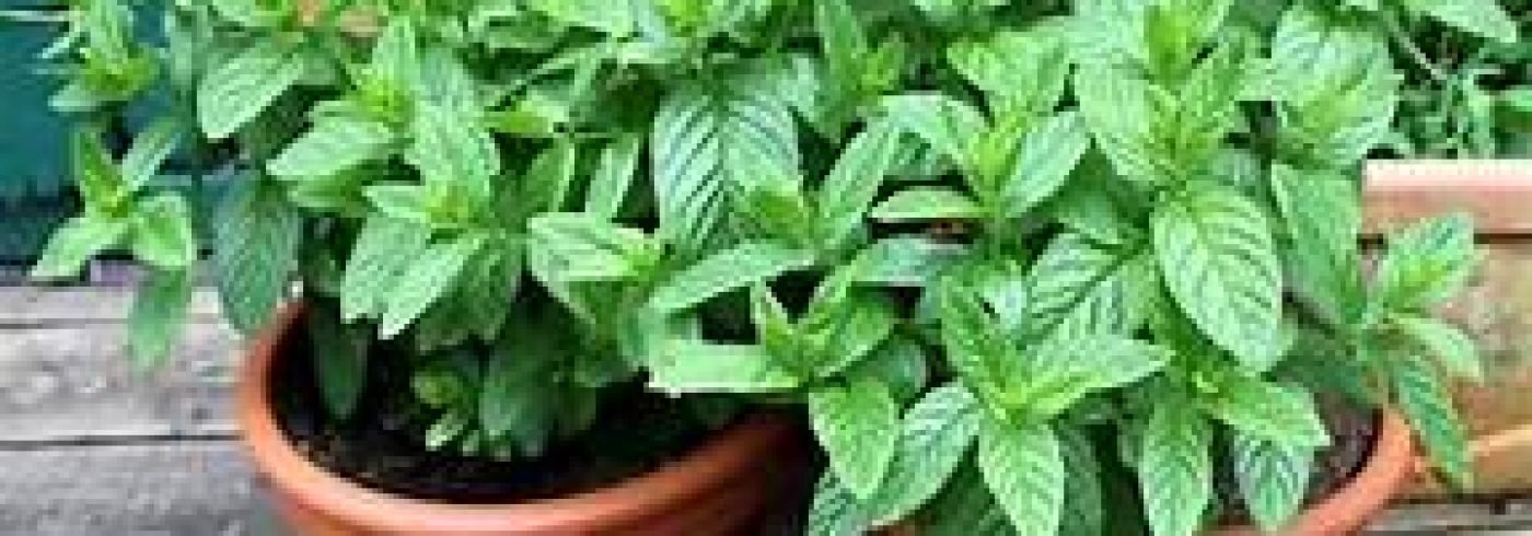mint 1